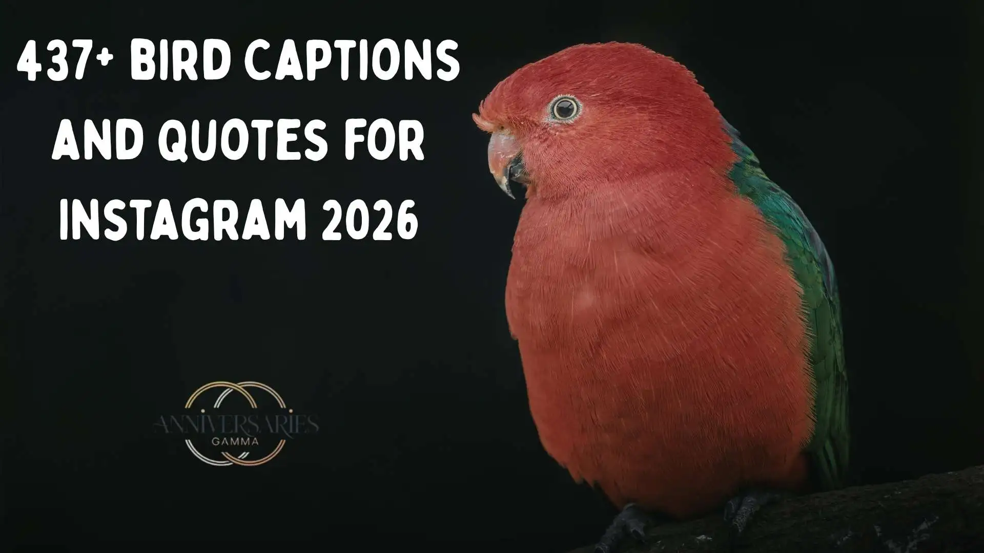 bird captions