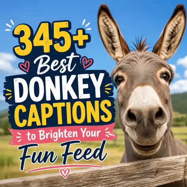 Best Donkey Captions